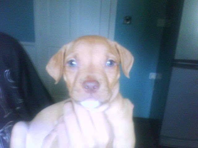 My Real Eevee ;]