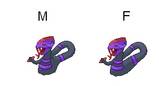 my seviper evo's