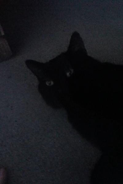 My wayward stray, Salem.