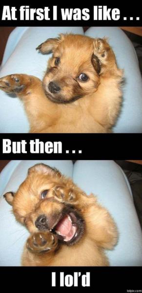 Naw puppy