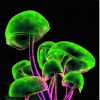 Neon Mushrooms