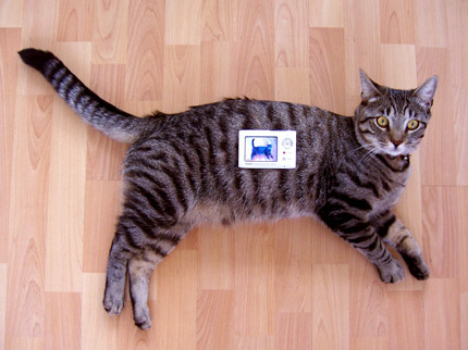 not my cat, i found it on Google.