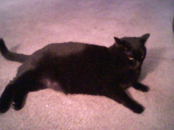 o.o this is meh cat. its hates meh with every inch of its life(no lie)
