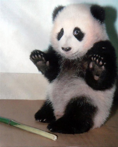 "oh! i didnt mean to steal your bambus stick, sorry please dont hurt me"