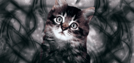 Oh my gosh it's the Dark Knight! *runs* Oh wait it's just a...Dark Cat! xD