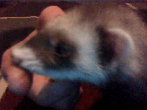 One of Buoysel's ferrets <33 SO CUTE!