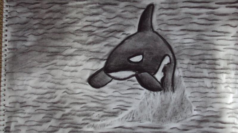 Orca Whale