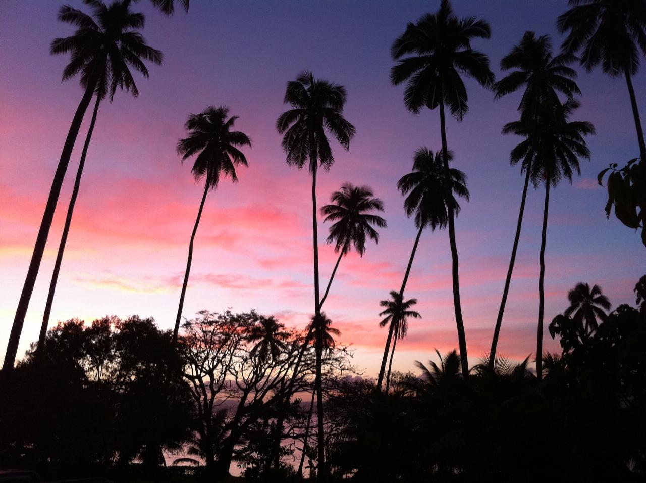 palmtrees fiji sunset