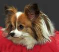 Papillon   2
