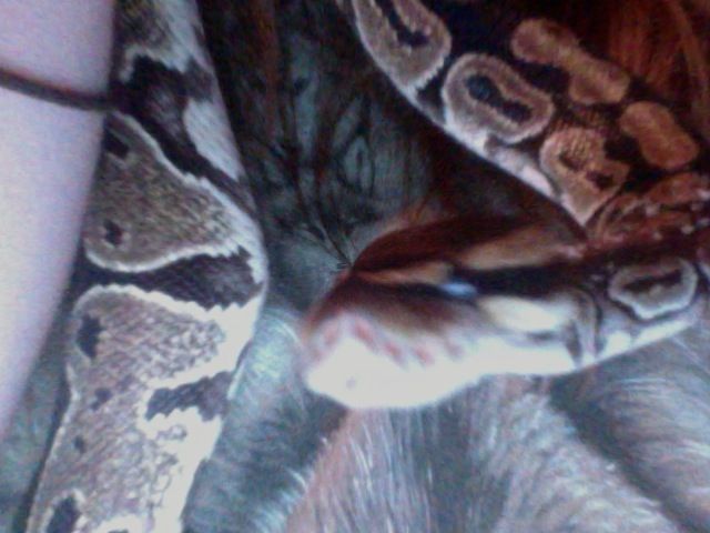 Photo on 2011 04 28 at 23.00 #2
Zane my ball python
bad picture. i gave him to my friend brett though. which is y he is not on my pets list