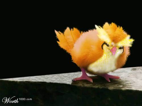 pidgey