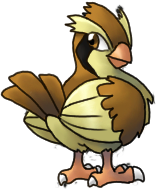 pidgey