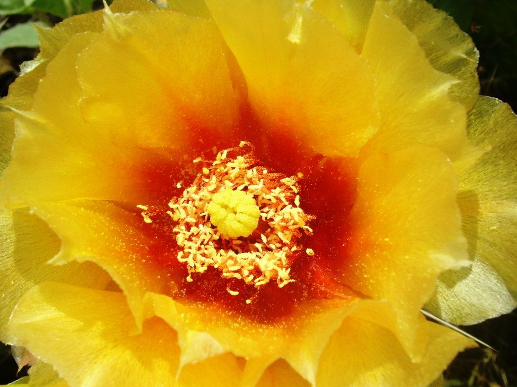 prickly pear blooming