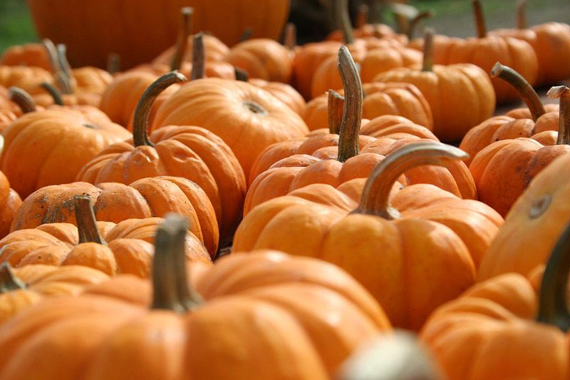 Pumpkin patch~