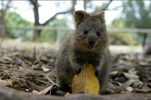 QUOKKA HAPPIEST ANIMAL