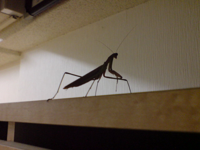 Random mantis encountered at dorm