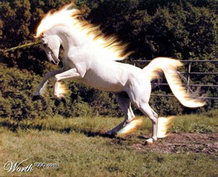 rapidash
