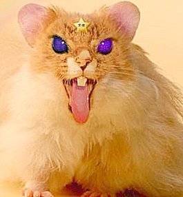 raticate