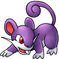 rattata