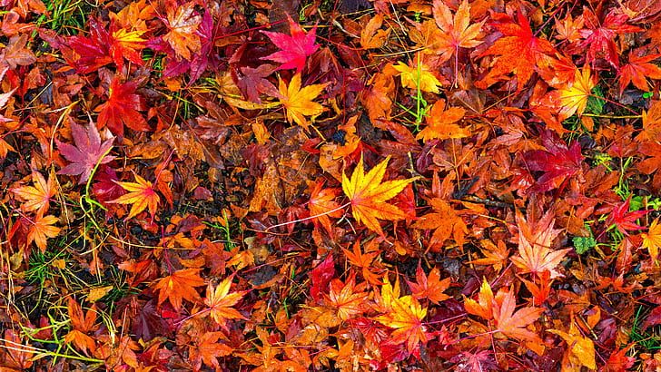 red leaves autumn leaves autumn foliage wallpaper preview