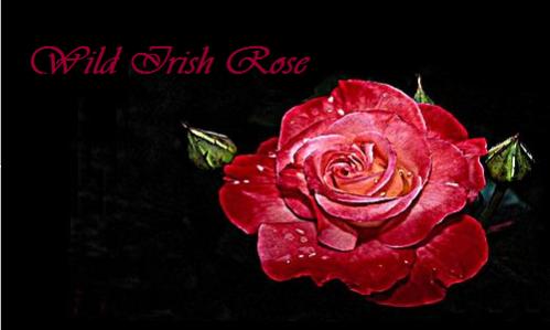 Rose's custom siggy -- Did this one in Paint actually. Actually, resized a desktop wallpaper then added text with Paint.