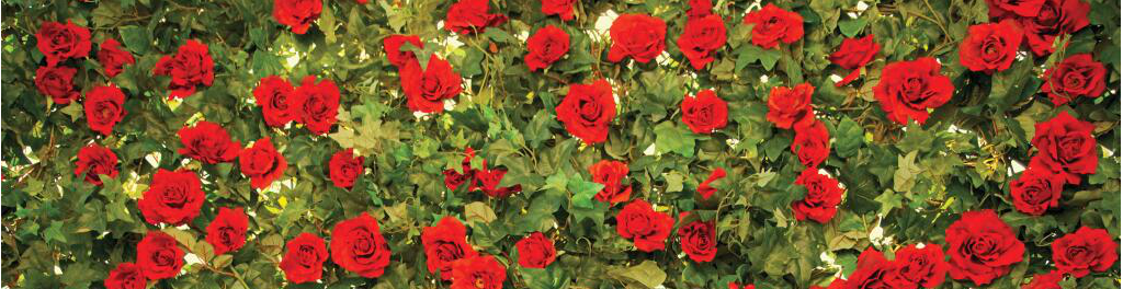 roses