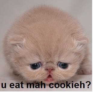 sad cookie kitty
