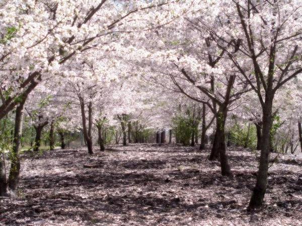 Sakura lined street <3