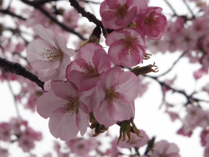 Sakura