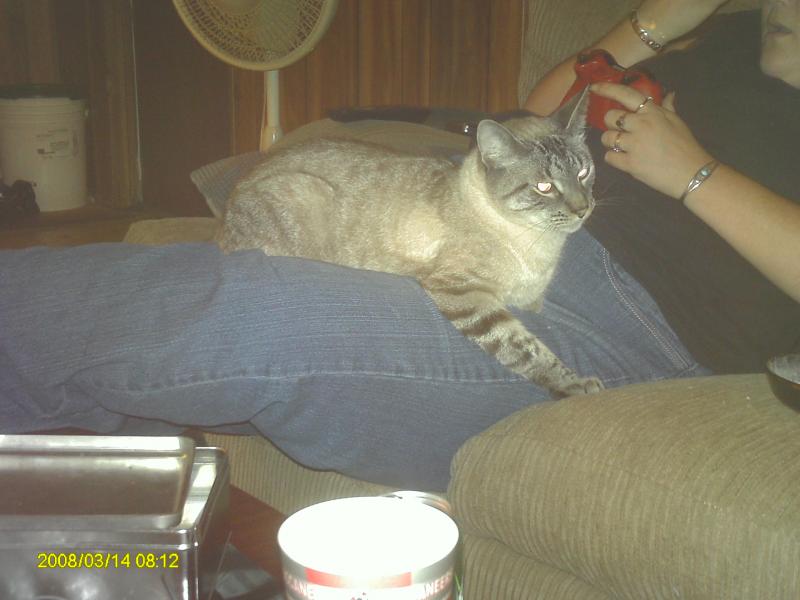 sarge loves laps
