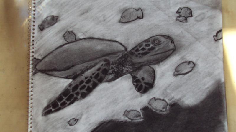 Sea Turtle- Fav animal :)