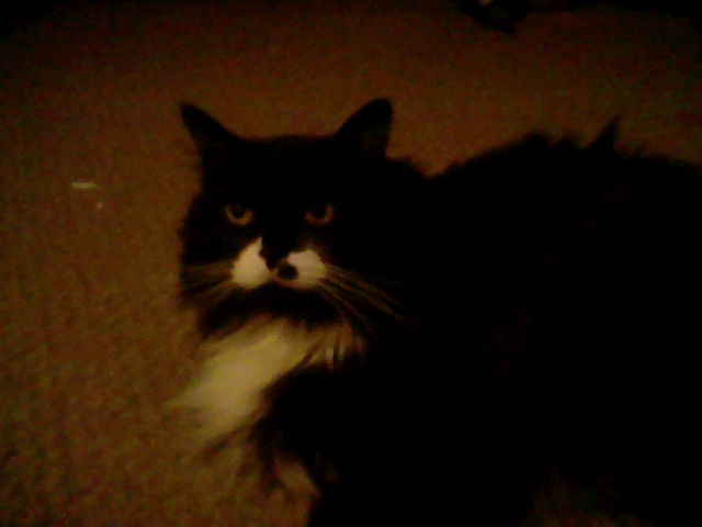 seamus
