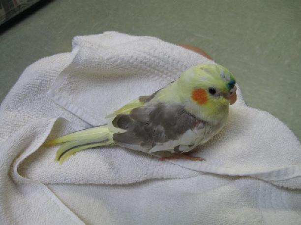 She's ours!

June 20th, 2009

See the blue dot! That means she is officially bought! By us! YAY!

Look how nice her plumage is coming in though! She's