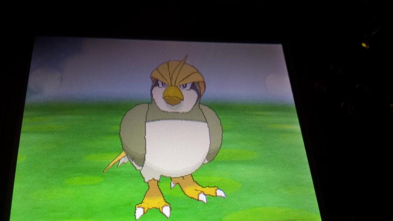 Shiny Pidgeotto! (evolution)