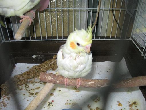 Shy Guy

July 9th, 2009

At this point we're actually considering buying him. Look at him though, he's so pathetic looking, so unloved, so... i hate t