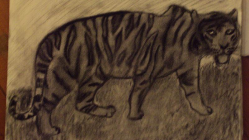 Siberian Tiger!