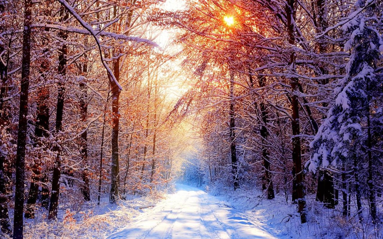 Snowy Trees