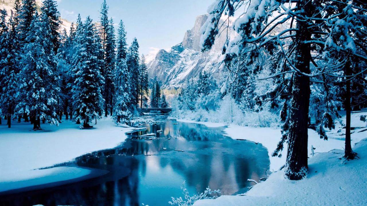Snowy Trees