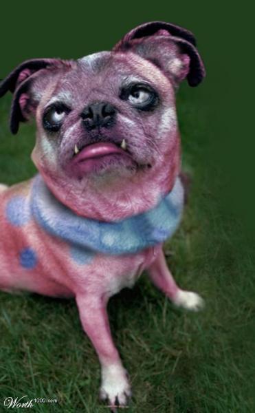 Snubbull