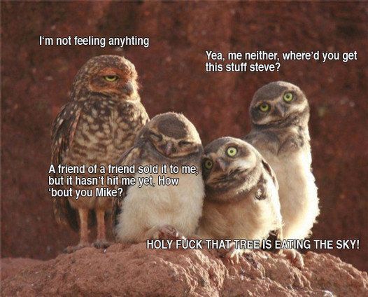 Stoned Owls

i think theyve been smoking to much...