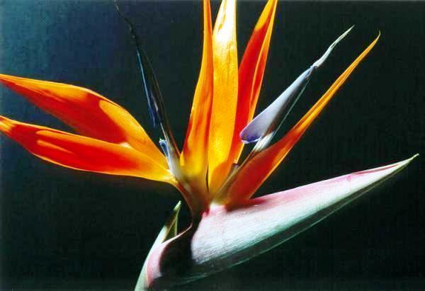 Strelitza reginae