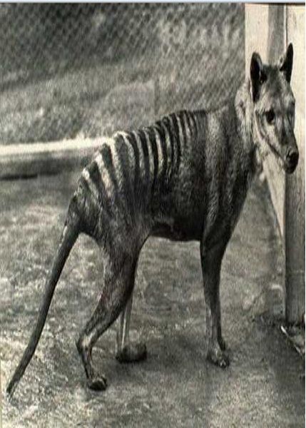 The Tasmanian tiger or thylacine was thought to have died out about 2,000 years ago there have been several footprints and hair follicles matching the