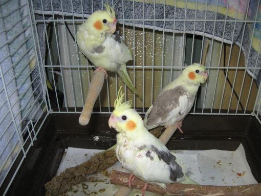 The three Birdateers

July 9th, 2009

That's Spike up front, actually being photogenic, Angel in the rear, being jealous, and Charlie in the rear... w
