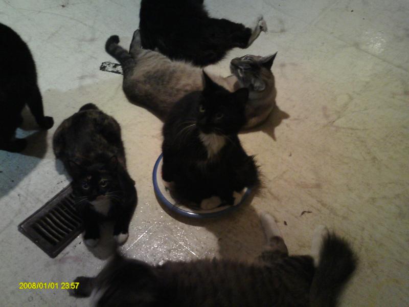 they love tuna