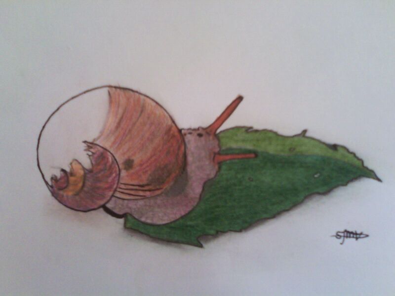 This is a snail that was next to my tent when I was camping last summer. I really like the way it turned out.