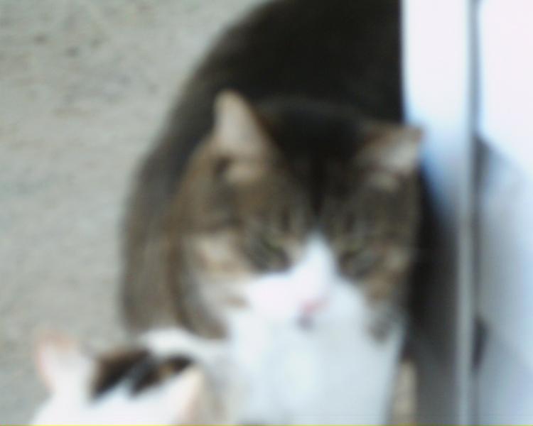 this is boots he weighs at a gruesome 23 pounds