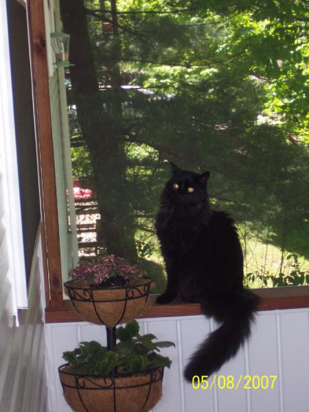 This is my kitty. I have a kitty. He's a very nice kitty, isn't he? :]