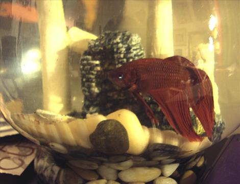 This is my pet Beta Fish/Magikarp, Giacomo....or just Jaque for short. (I like to call him Jaque the Nipper!)