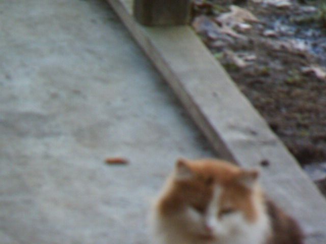 this is patches