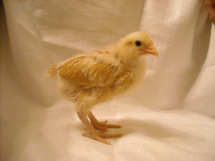 Totally a chocobo.